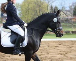 dressage horse Bolero 381 (German Riding Pony, 2009, from Billy the Kid)