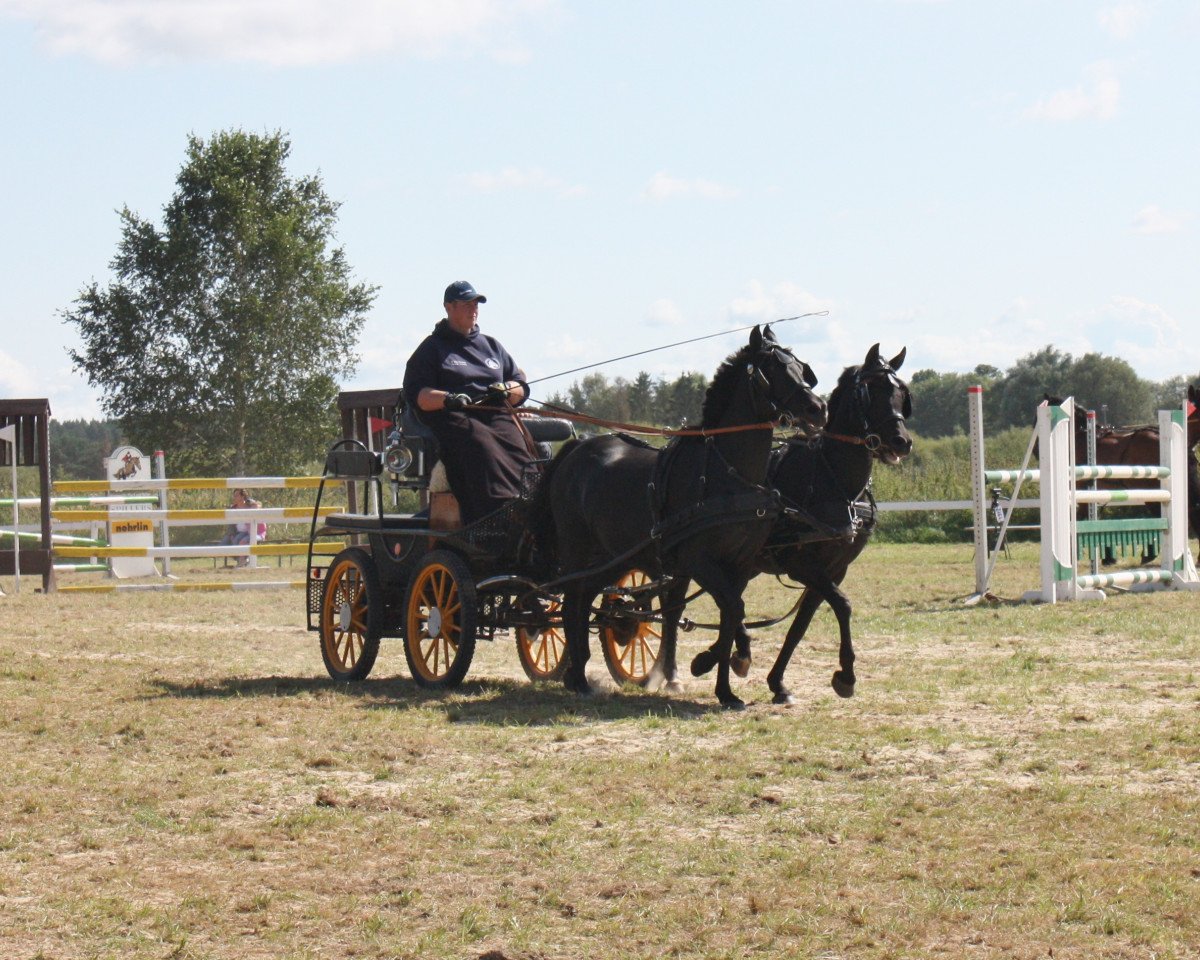 broodmare Honeys Sweet Chocolate (German Riding Pony, 2011, from Honeymoon Star)