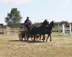 broodmare Honeys Sweet Chocolate (German Riding Pony, 2011, from Honeymoon Star)