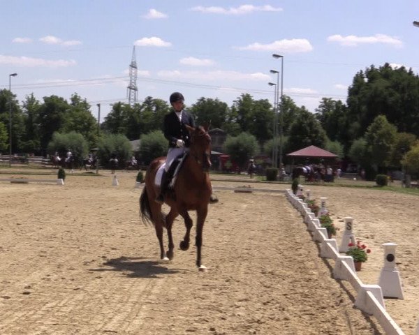 Reitturnier Münster-Roxel 2018