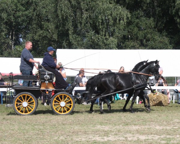 Zuchtstute Halinka6 (Deutsches Reitpony, 2006, von Honeymoon Star)