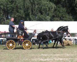 broodmare Halinka6 (German Riding Pony, 2006, from Honeymoon Star)