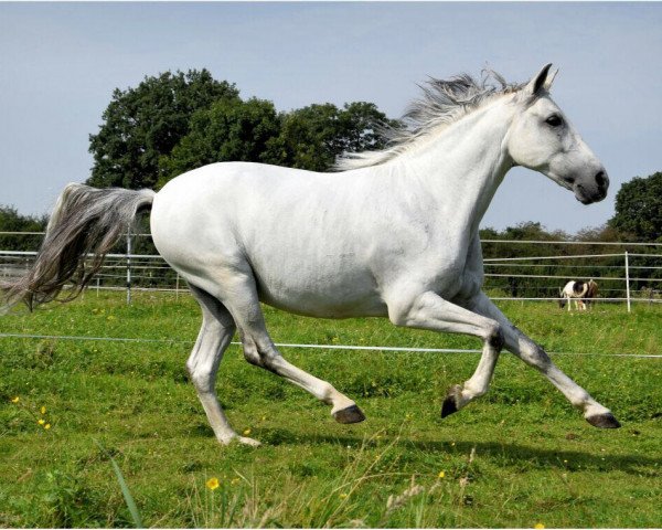 horse Pre (Pura Raza Espanola (PRE), 2008)