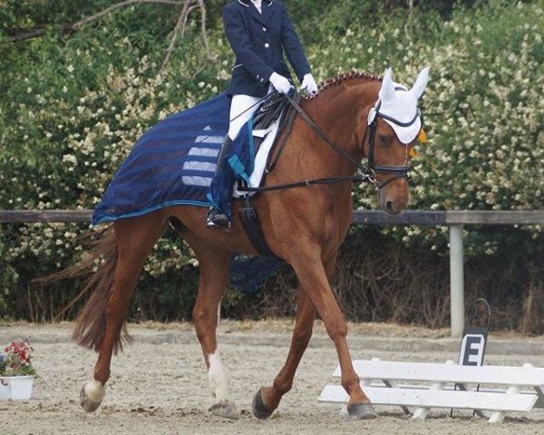 dressage horse Lady (Hanoverian, 2006, from Londonderry)