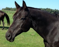 broodmare Gräfin Marizza (Trakehner, 2001, from Caprimond)