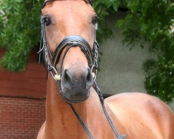 dressage horse Cosa Piccola (unknown, 2011, from Senna)