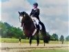 dressage horse Whuy Starwalker (Hanoverian, 2005, from White Star)