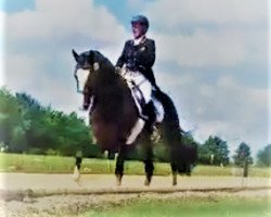 dressage horse Whuy Starwalker (Hanoverian, 2005, from White Star)