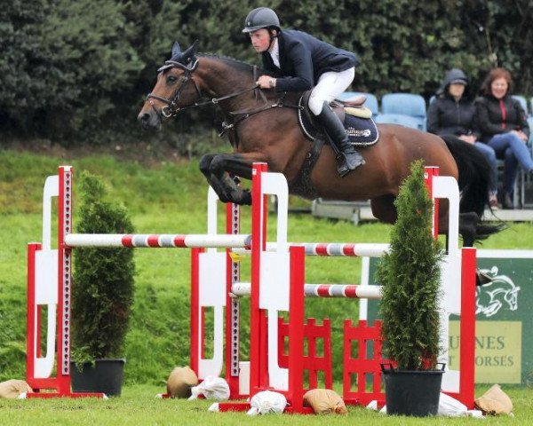 Springpferd Columbcille Gipsy (Irish Sport Horse, 2011, von Toulon)
