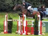 jumper Columbcille Gipsy (Irish Sport Horse, 2011, from Toulon)