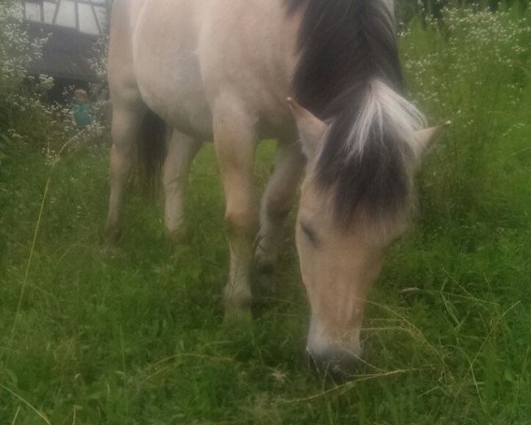 horse Lisa (Fjord Horse, 1984)