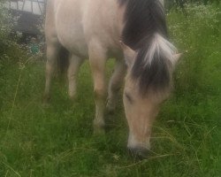 horse Lisa (Fjord Horse, 1984)