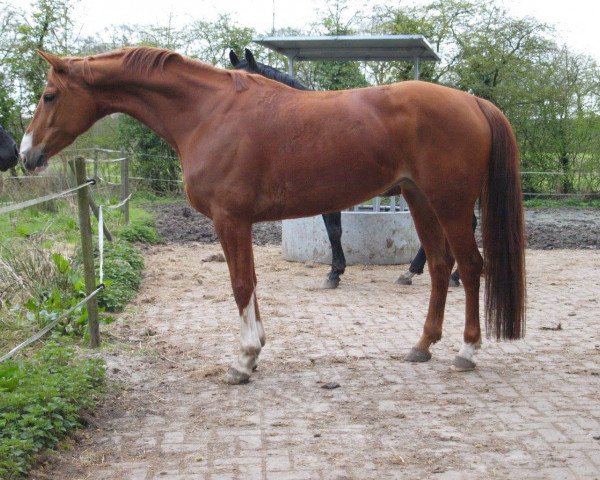 jumper Fleur de mer (Hanoverian, 2011, from Fuerst Rousseau)