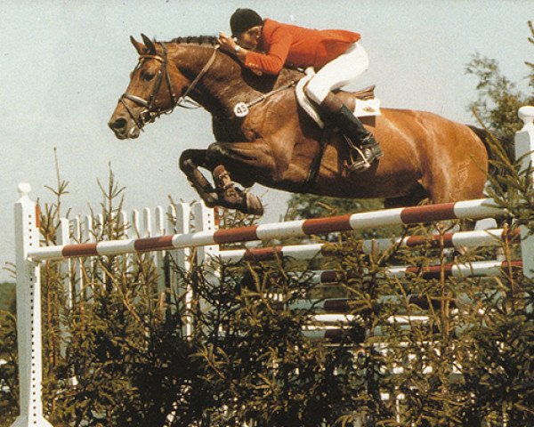 horse Caletto I (Holsteiner, 1975, from Cor de la Bryère)