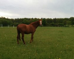 horse Zandor (Zweibrücken, 2000, from Zymbal II)