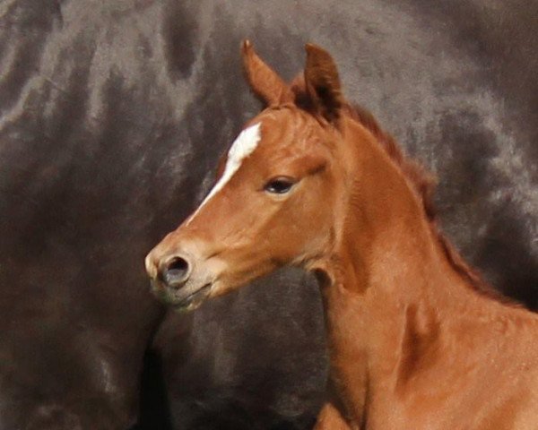 dressage horse Romeo (Trakehner, 2013, from Banderas)