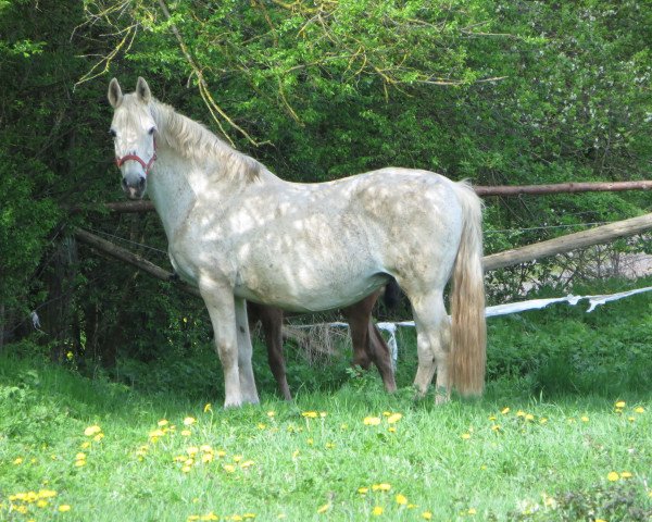 Zuchtstute Charmonie (Hessisches Warmblut, 1997, von Caruso)