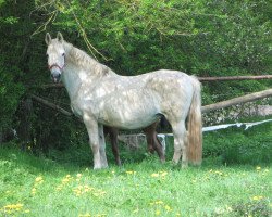 broodmare Charmonie (Hessian Warmblood, 1997, from Caruso)