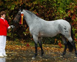 dressage horse Shalom 166 (Deutsches Reitpony, 2009, from Santiago)