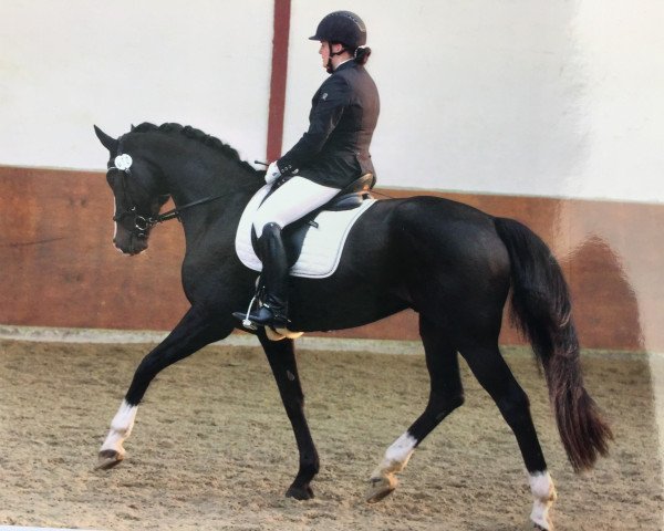 dressage horse Bernardino (Hanoverian, 2004, from Harvard)