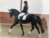 dressage horse Bernardino (Hanoverian, 2004, from Harvard)