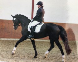 dressage horse Bernardino (Hanoverian, 2004, from Harvard)