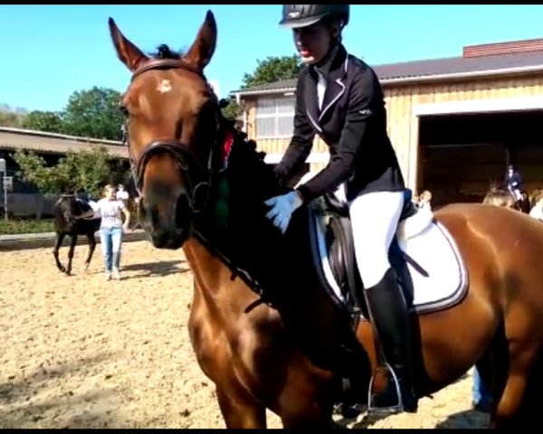 dressage horse Mondlicht (German Sport Horse, 2010)