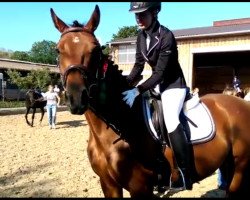 dressage horse Mondlicht (German Sport Horse, 2010)