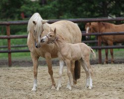 Deckhengst Glückskeks (Deutsches Reitpony, 2017, von Golden West NRW)