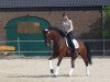 dressage horse Foreign Affair 4 (Rhinelander, 2012, from Feedback 16)