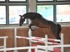 dressage horse Salinka D (German Sport Horse, 2012, from Salieri)