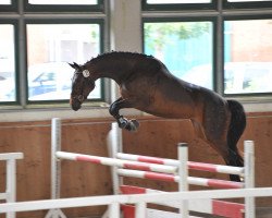 dressage horse Salinka D (German Sport Horse, 2012, from Salieri)