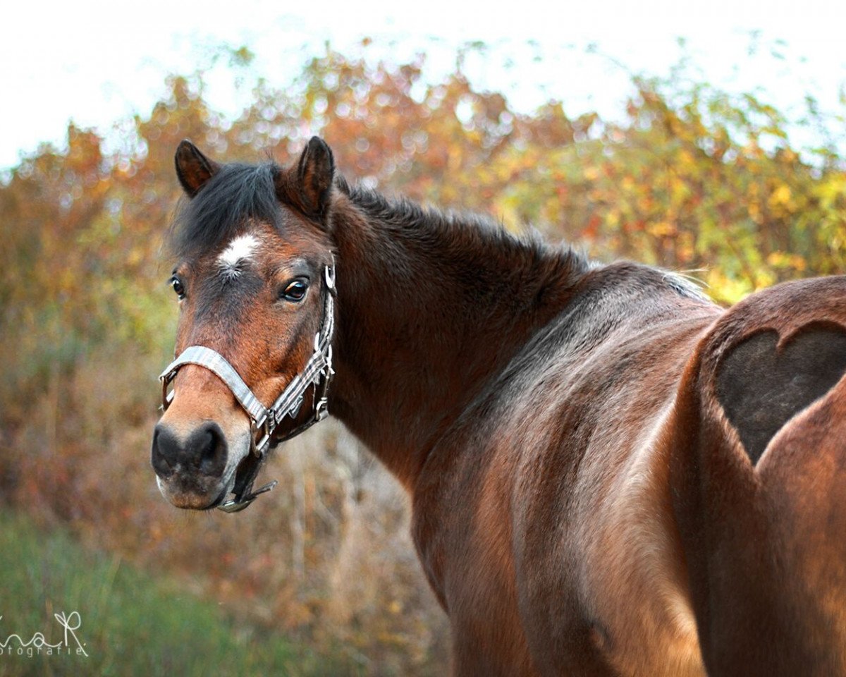 horse Sissy (Exmoor Pony, 1996)