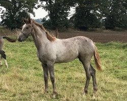 jumper Celle B (German Sport Horse, 2017, from Cellestial)