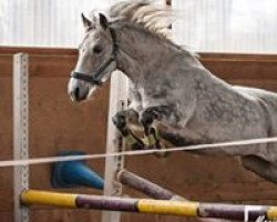 broodmare Brummerhoeve's Maxima (New Forest Pony, 2001, from Burley Moon River)