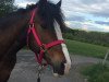 Springpferd Edendawn Abbeymay (Welsh-Cob (Sek. D), 2007, von Abergavenny Defiance)