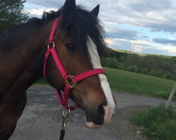 Springpferd Edendawn Abbeymay (Welsh-Cob (Sek. D), 2007, von Abergavenny Defiance)