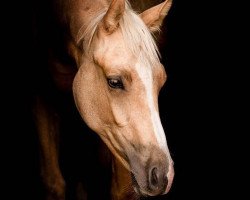 stallion Quentin (German Sport Horse, 2016, from Quaterback)