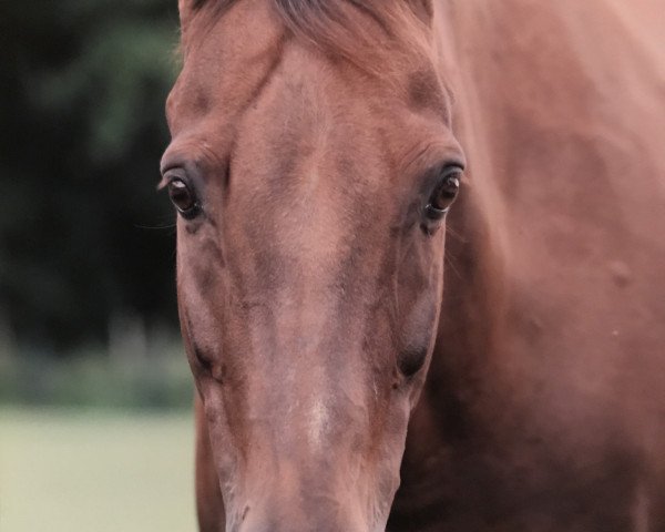 Pferd Lennridge (KWPN (Niederländisches Warmblut), 1993, von Glennridge)