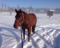 Pferd Reds Golden Princess (Quarter Horse, 2007, von Reds Gonna Rein)