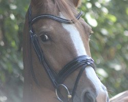 broodmare Lilofee (Rhinelander, 2001, from La Poco)