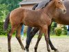 broodmare Stute von Franziskus / Rockwell (Hanoverian, 2017, from Franziskus FRH)