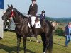 dressage horse Dora 208 (Hanoverian, 2013, from Drombusch)