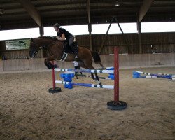 broodmare Crimi (Czech Warmblood, 2010, from Curier Carilex)