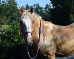 dressage horse Domani B (German Riding Pony, 2007, from Danny Gold)