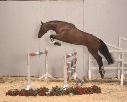 stallion Cyrkon xx (Thoroughbred, 2004, from Enjoy Plan xx)