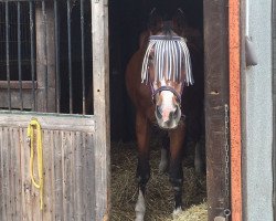 broodmare Ultramarin (Oldenburg, 1986, from Pink Floyd)