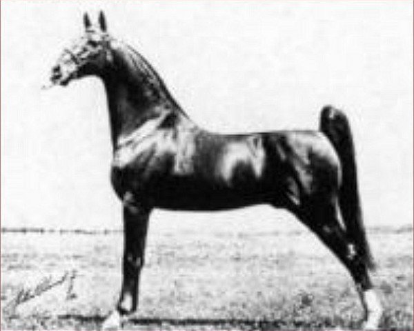 Deckhengst Anacacho Denmark (American Saddlebred Horse, 1930, von Edna May's King)