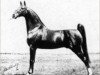 stallion Anacacho Denmark (American Saddlebred Horse, 1930, from Edna May's King)