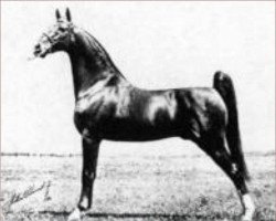 Deckhengst Anacacho Denmark (American Saddlebred Horse, 1930, von Edna May's King)